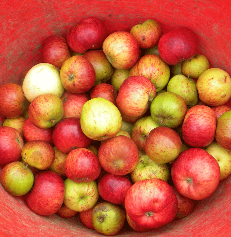 Early apples